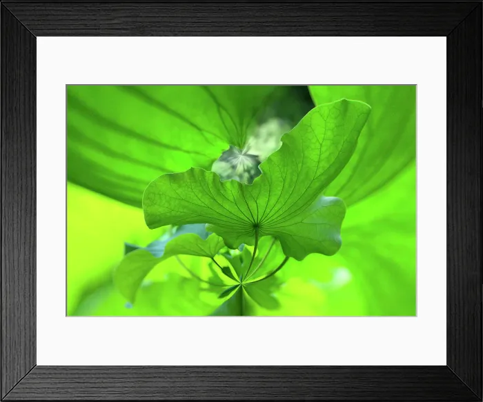Framed Print : Close-up of a lotus flower Framed Print : Close-up of a lotus flower