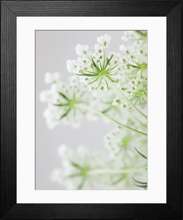 Framed Print : Close-up of flower