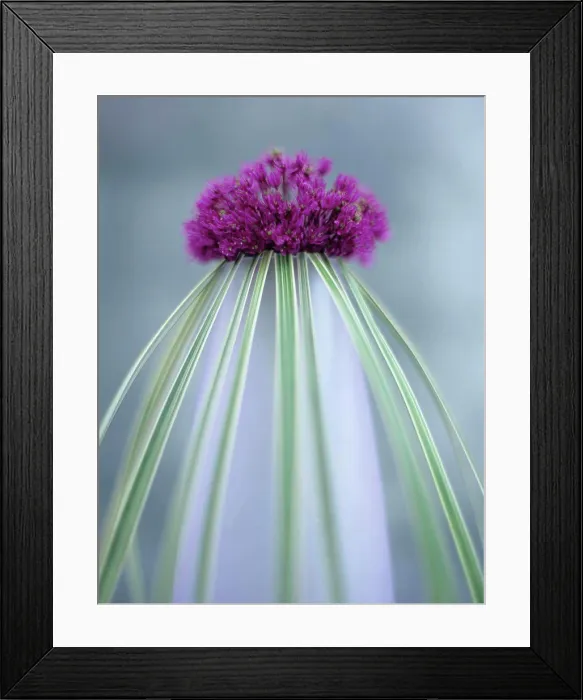 Framed Print : Onion flower (allium giganteum) and grass in vase, close-up Framed Print : Onion flower (allium giganteum) and grass in vase, close-up