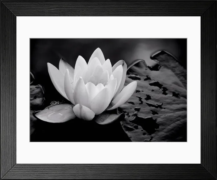 Framed Print : Lotus Flower and Lily Pads Floating on Water, Close Up Framed Print : Lotus Flower and Lily Pads Floating on Water, Close Up