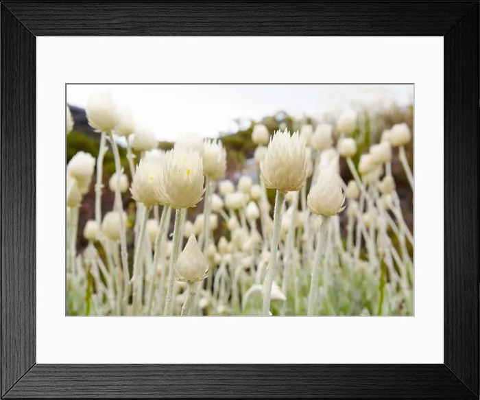 Framed Print : Close up of spiked flowers Framed Print : Close up of spiked flowers