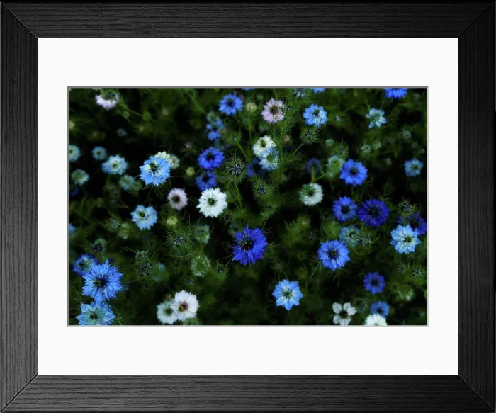 Framed Print : Germany, Nigella Damascena flower, close up Framed Print : Germany, Nigella Damascena flower, close up