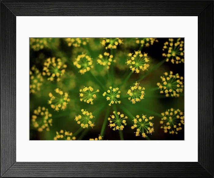 Framed Print : Germany, Dill flower, close up Framed Print : Germany, Dill flower, close up