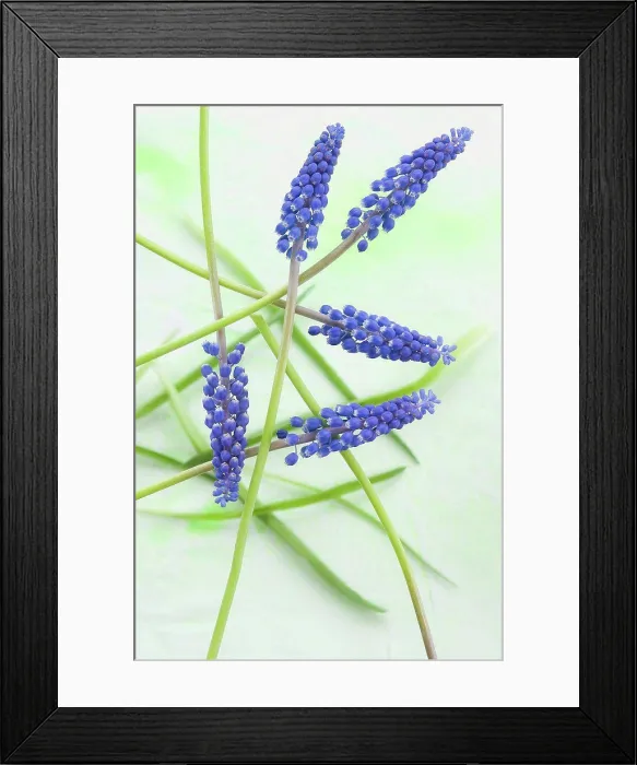 Framed Print : Blue grape hyacinth flowers, close up Framed Print : Blue grape hyacinth flowers, close up