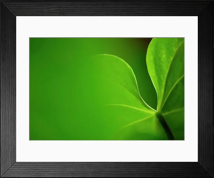 Framed Print : Flamingo flower (Anthuria), close up Framed Print : Flamingo flower (Anthuria), close up