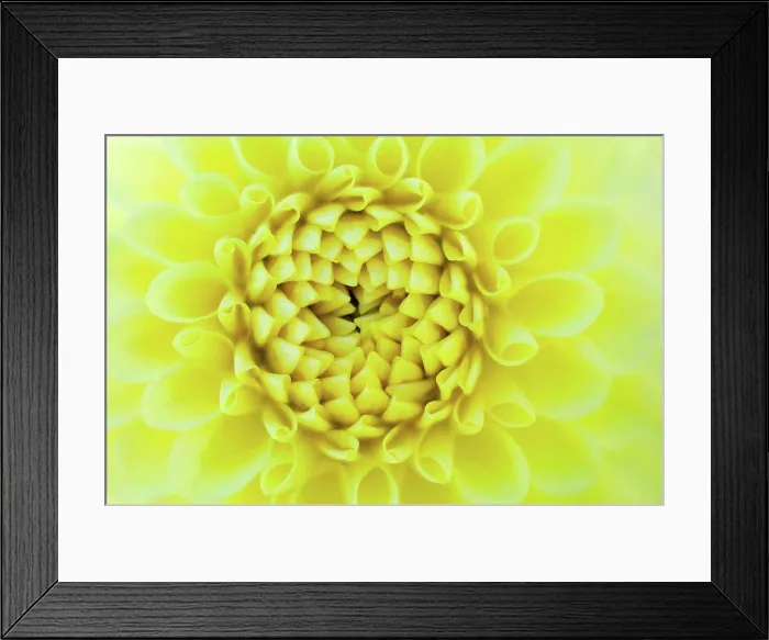 Framed Print : Germany, Dahlia flower, close up Framed Print : Germany, Dahlia flower, close up