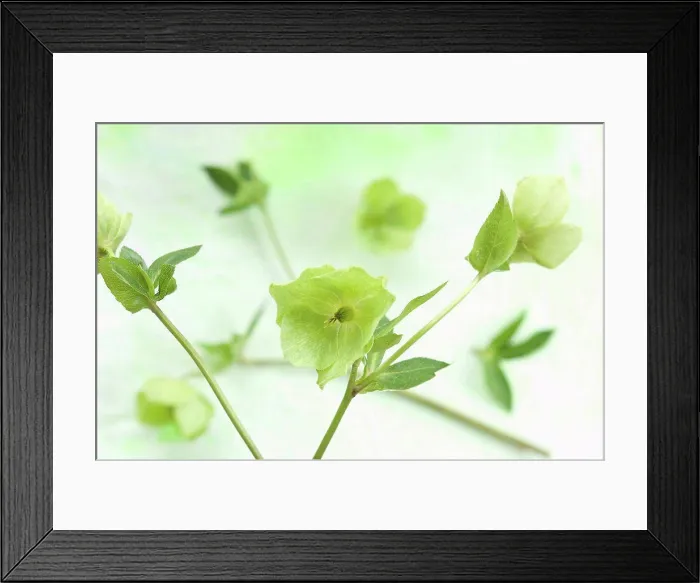 Framed Print : Helleborus niger flowers on textile, close up Framed Print : Helleborus niger flowers on textile, close up