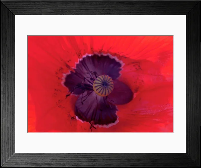 Framed Print : Red poppy flower, close up Framed Print : Red poppy flower, close up
