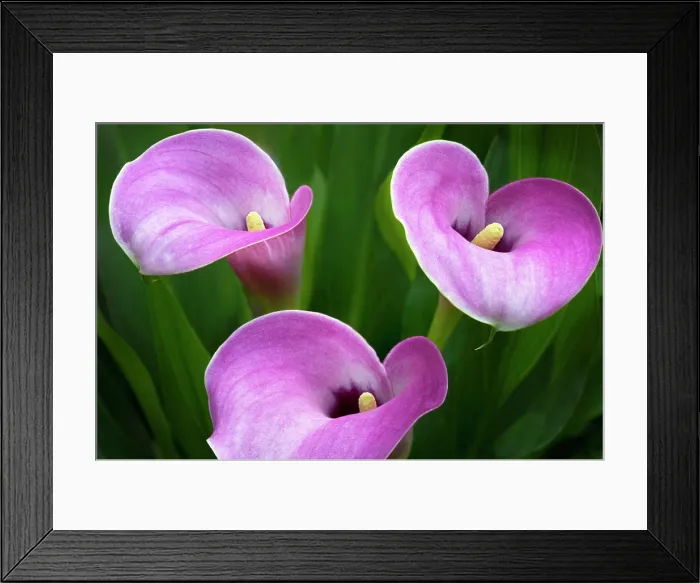 Framed Print : Lily, Calla lily, Close up of three pink coloured flowers