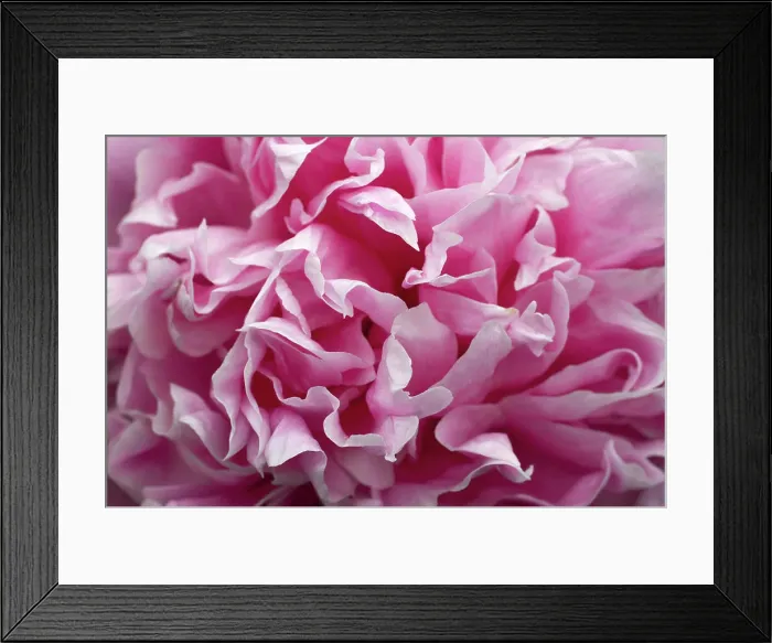 Framed Print : Close-up on a peony flower Framed Print : Close-up on a peony flower