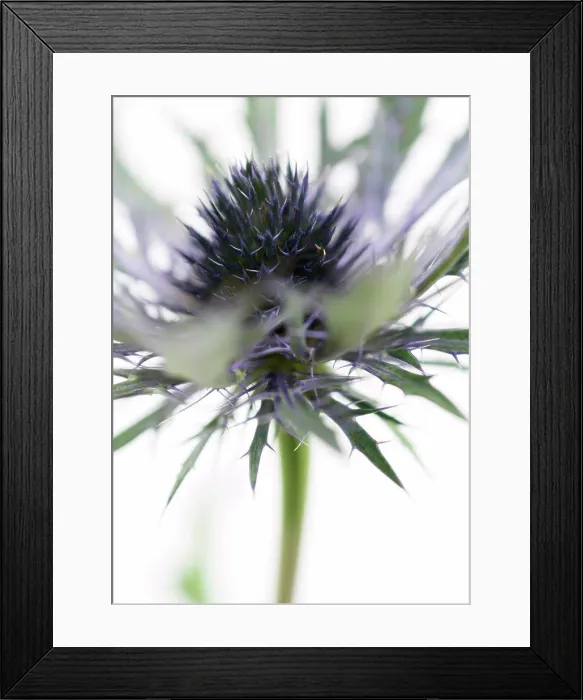 Framed Print : Thistle flower, close-up