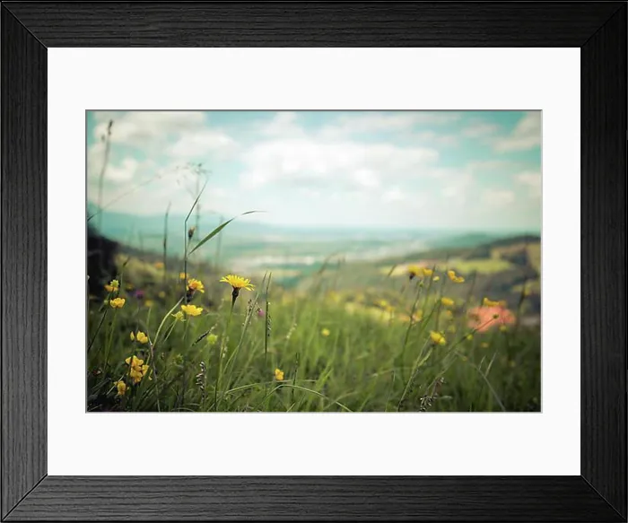 Framed Print : Colorful alpine flowers in spring, close up picture Framed Print : Colorful alpine flowers in spring, close up picture