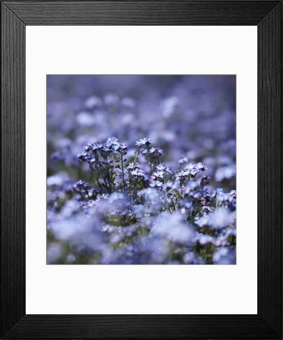 Framed Print : Germany, Forget_me_not flowers, close up