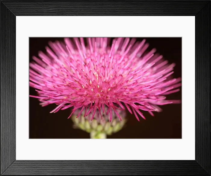 Framed Print : Plants, Flowers, Thistle, Close up of spikey pink coloured flowerhead Framed Print : Plants, Flowers, Thistle, Close up of spikey pink coloured flowerhead