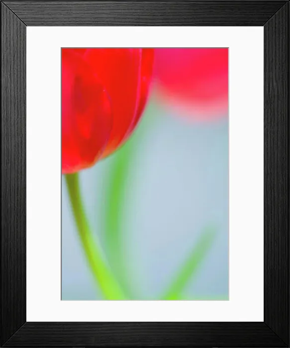 Framed Print : Close up of tulip flower Framed Print : Close up of tulip flower