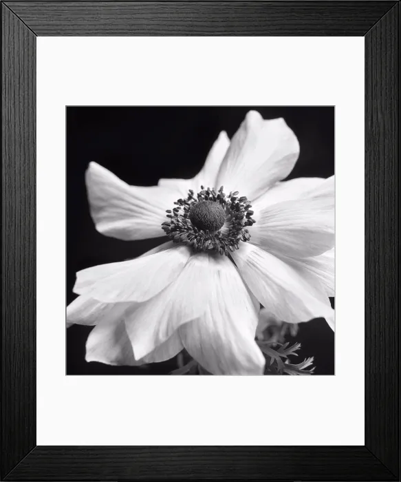 Framed Print : Anemone Flower in Bloom, Close-Up Framed Print : Anemone Flower in Bloom, Close-Up