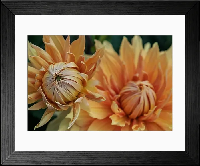 Framed Print : Two orange dahlia flowers in close-up, legden, Münsterland, germany