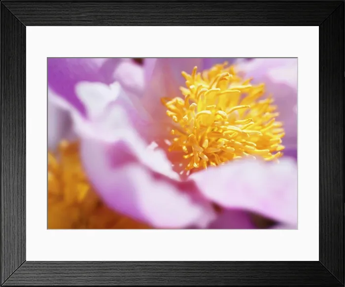 Framed Print : Peony, Paeonia, close up detail of the flower