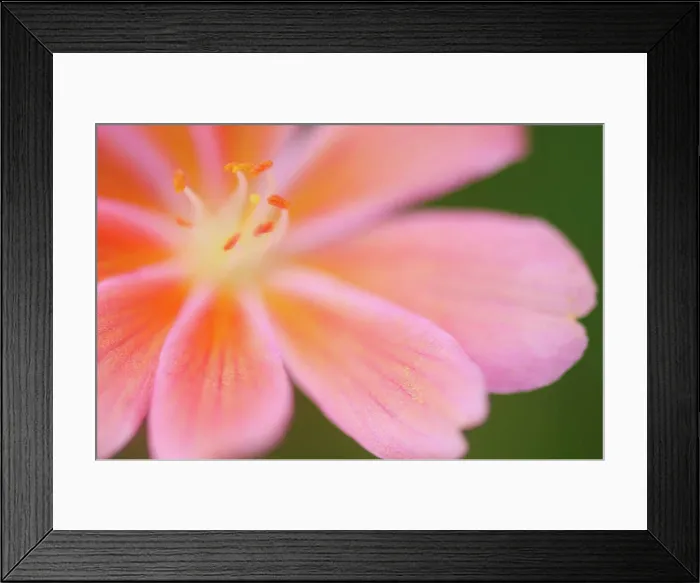 Framed Print : Close up of lewisia tweedyii flower, Bellevue, WA, USA Framed Print : Close up of lewisia tweedyii flower, Bellevue, WA, USA