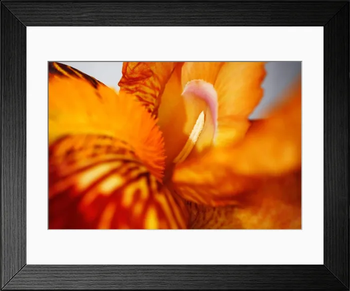 Framed Print : Close up of a red iris flower macro shot Framed Print : Close up of a red iris flower macro shot