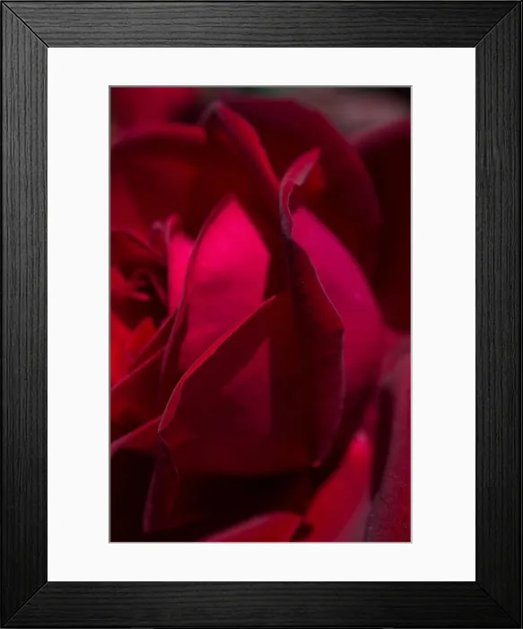Framed Print : Beautiful colorful Rose Flower in close up view Framed Print : Beautiful colorful Rose Flower in close up view