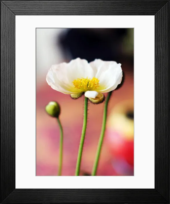 Framed Print : Close up of poppy flowers in the pots Framed Print : Close up of poppy flowers in the pots