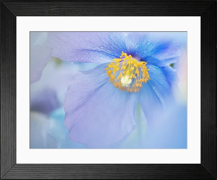 Framed Print : A blue poppy flower, close up with rain drops on the petals Framed Print : A blue poppy flower, close up with rain drops on the petals