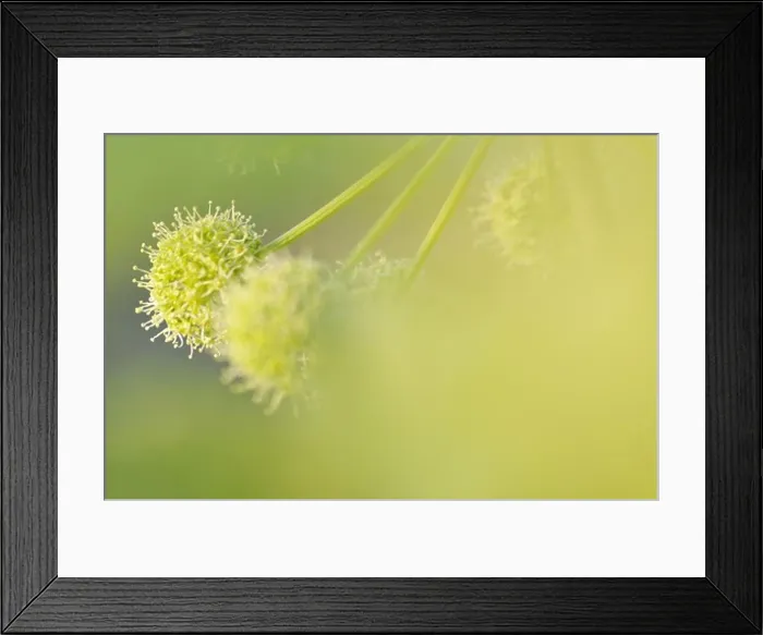 Framed Print : A flower, close-up