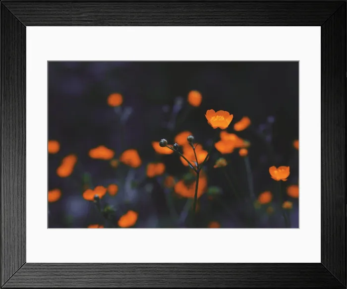 Framed Print : Close up of red flowers in a dark mood look Framed Print : Close up of red flowers in a dark mood look