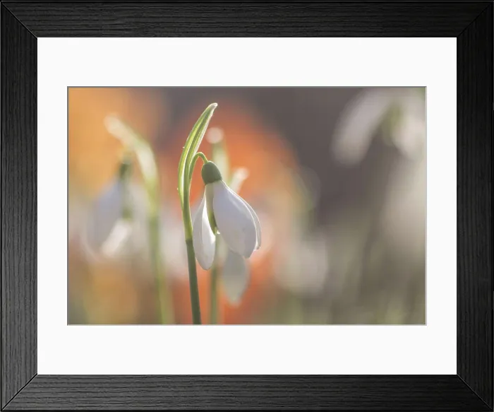 Framed Print : Galanthis nivalis, snowdrop flower close up Framed Print : Galanthis nivalis, snowdrop flower close up