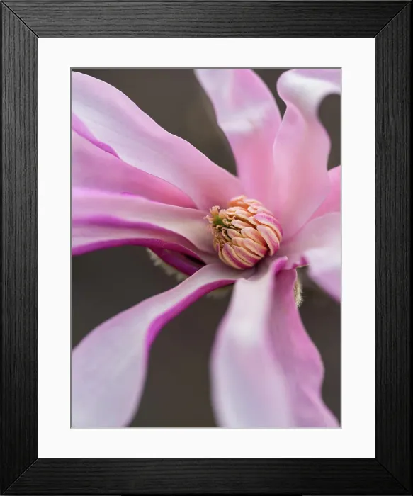 Framed Print : Close up of center of magnolia flower blooming in spring