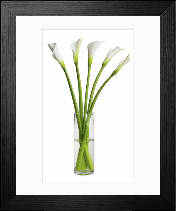 Framed Print : White calla flowers in glass on white background, close up Framed Print : White calla flowers in glass on white background, close up