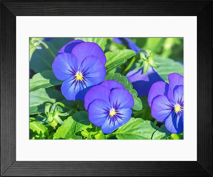 Framed Print : Pansy Flower Close Up, Blue Pansy in Garden Framed Print : Pansy Flower Close Up, Blue Pansy in Garden