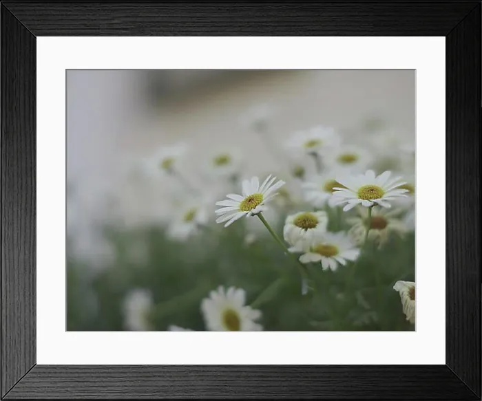 Framed Print : Beautiful white daisy flowers close-up Framed Print : Beautiful white daisy flowers close-up