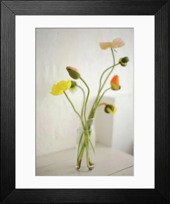 Framed Print : Poppy flowers in vase, close up Framed Print : Poppy flowers in vase, close up
