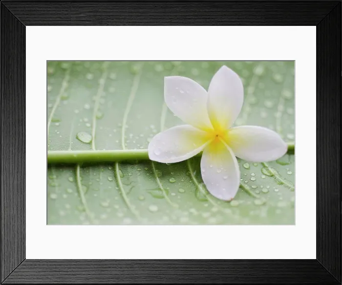 Framed Print : Close-up of plumeria flower Framed Print : Close-up of plumeria flower