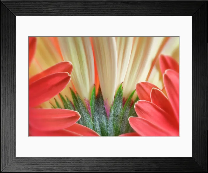 Framed Print : Gerbera Flower close up showing sepals and petals