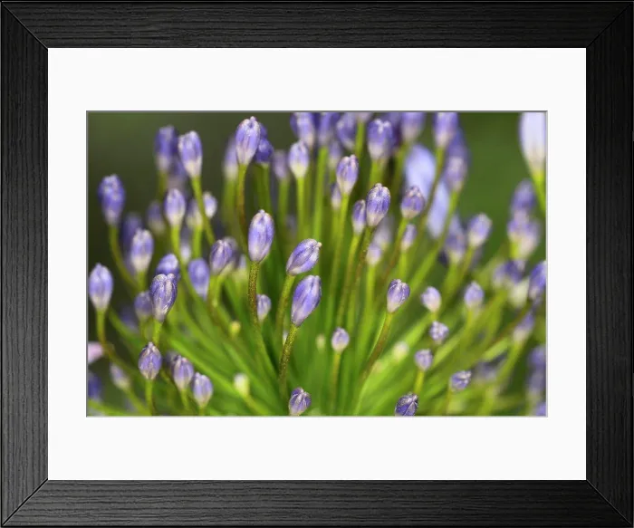Framed Print : Agapanthus, close-up of the flower buds Framed Print : Agapanthus, close-up of the flower buds