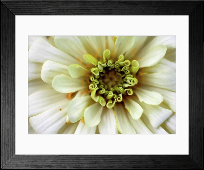 Framed Print : Germany, Zinnia flower, close up Framed Print : Germany, Zinnia flower, close up