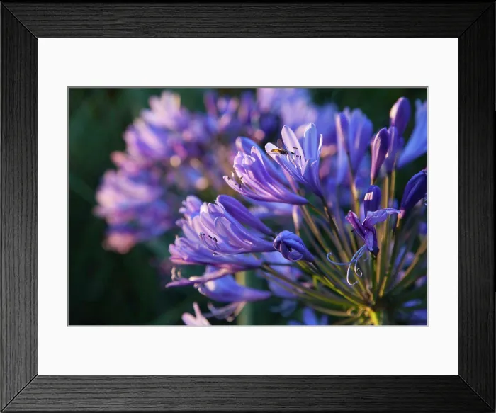 Framed Print : Close up of fly on Agapanthus Africanus flower Framed Print : Close up of fly on Agapanthus Africanus flower