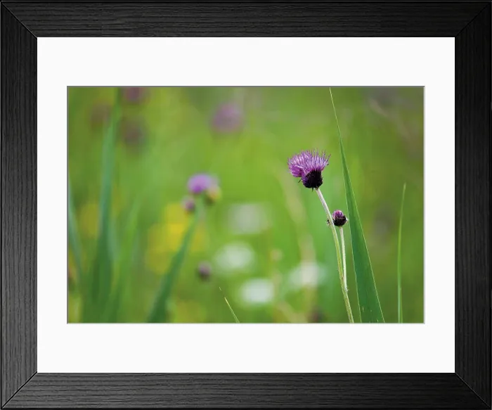 Framed Print : Brown Knapweed flowers, close-up Framed Print : Brown Knapweed flowers, close-up