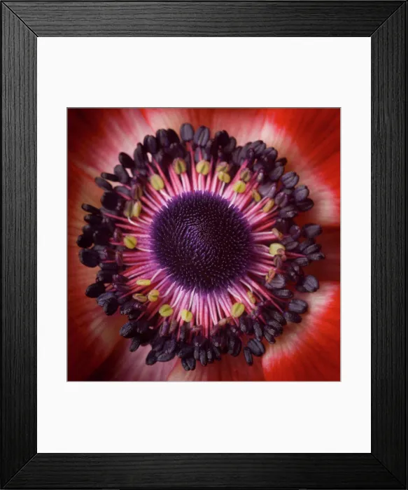 Framed Print : Anemone Flower, Center, Close-Up Framed Print : Anemone Flower, Center, Close-Up