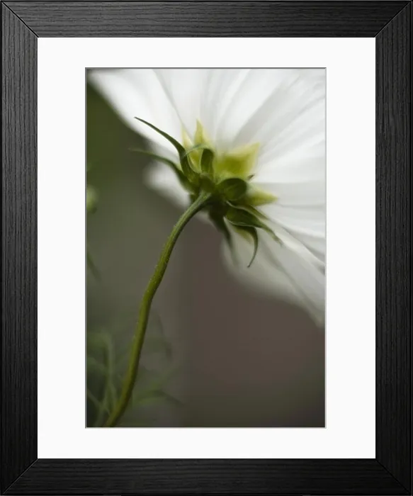 Framed Print : Close-up of a white flower