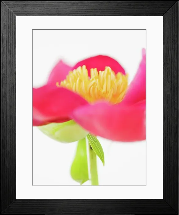 Framed Print : Close-up of flower Framed Print : Close-up of flower