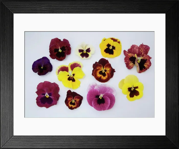 Framed Print : Pansies flower petals, close-up Framed Print : Pansies flower petals, close-up