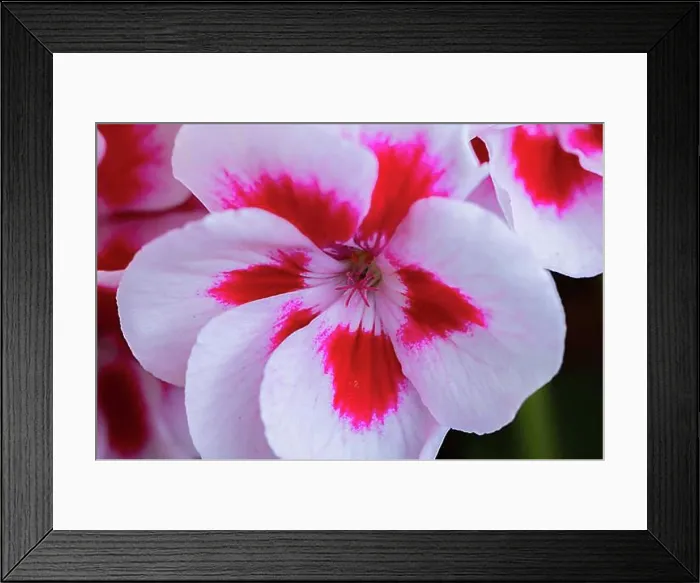 Framed Print : Geranium (Pelargonium), white-red, flower, close-up Framed Print : Geranium (Pelargonium), white-red, flower, close-up