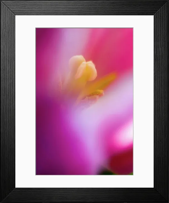 Framed Print : Close up of tulip flower Framed Print : Close up of tulip flower
