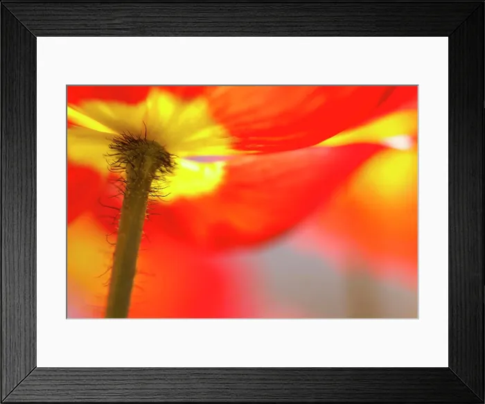 Framed Print : Poppy, Papaver, Close up of red coloured flower growing outdoor Framed Print : Poppy, Papaver, Close up of red coloured flower growing outdoor