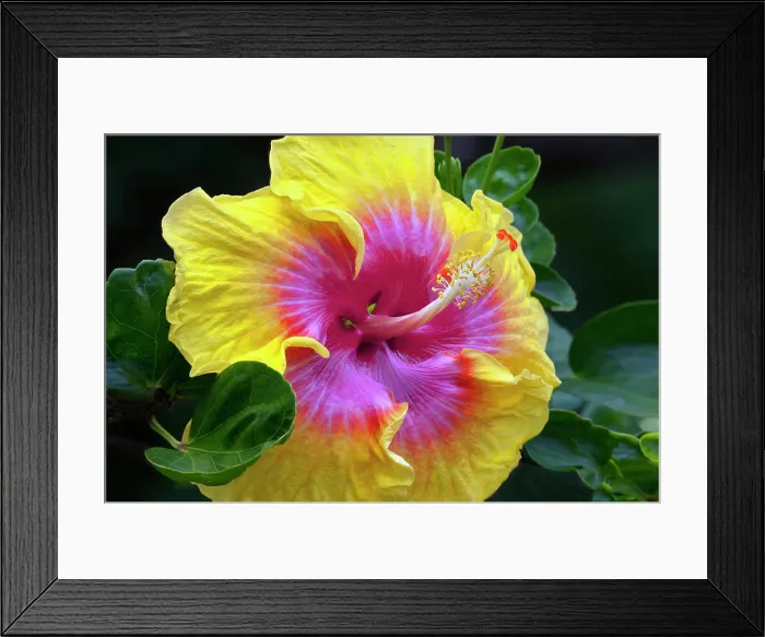 Framed Print : Close up of Hibiscus flower, Kauai, Hawaii, USA
