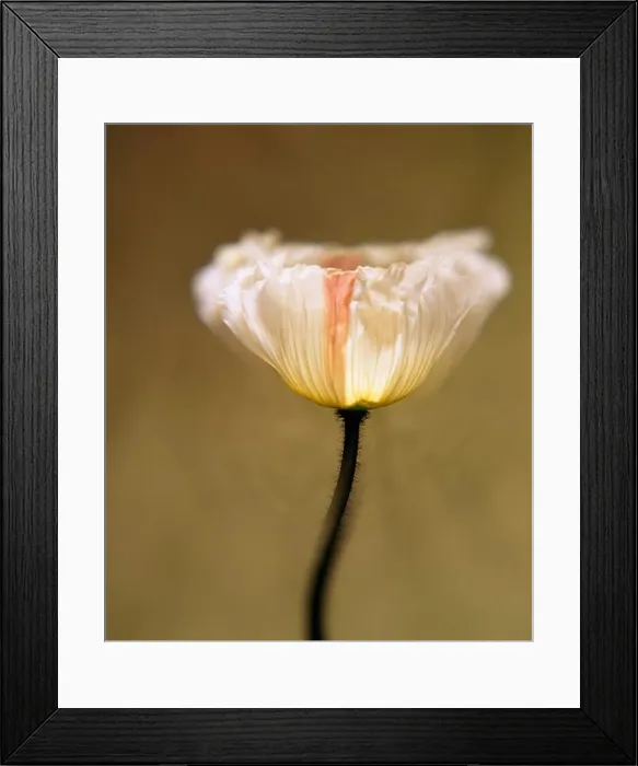 Framed Print : Close-up of a Poppy flower Framed Print : Close-up of a Poppy flower